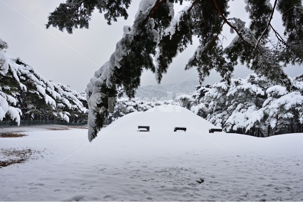 tree,나무,plant,식물,nature,자연,outdoors,옥외,winter,snow,눈,storm,폭풍,blizzard,눈보라,treetrunk,나무줄기,경주,삼릉,삼릉소나무,삼릉솔숲,소나무,솔숲,삼릉설경,솔숲설경,겨울,계절,겨울,계절,winter,season,자연,풍경,nature,landscape