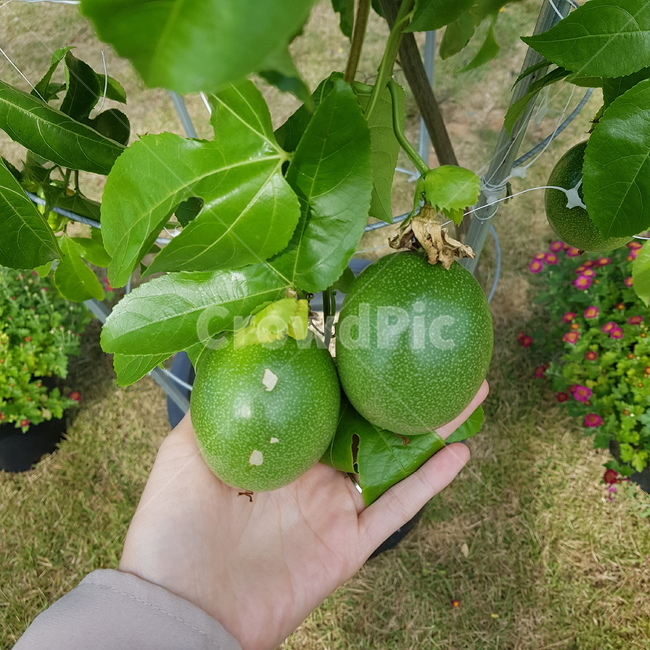 백향과,패션후르트,패션프루트,열대과일,과일,농작물,농업,농사,식물,food,음식,fruit