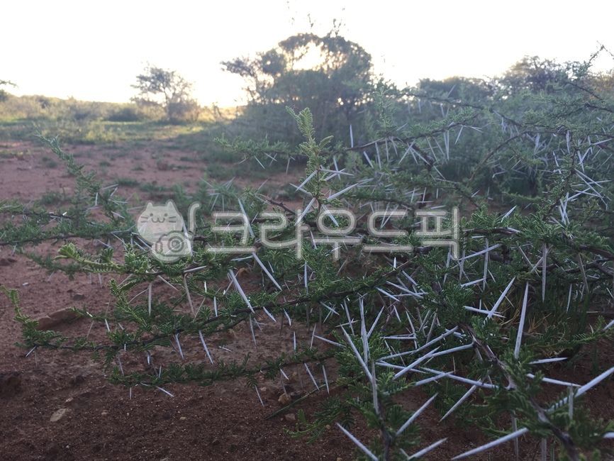 아프리카,가시,건조기후,사막,자연적응,자연,선인장,식물