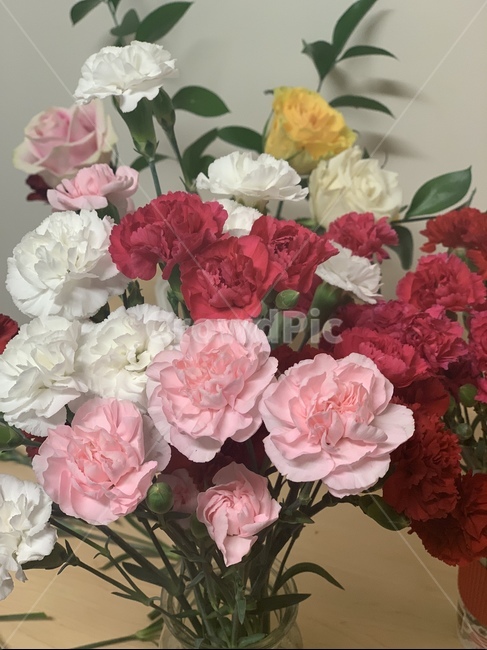 thanks,Teachers day,flower flower,carnation,Parents Day,flower