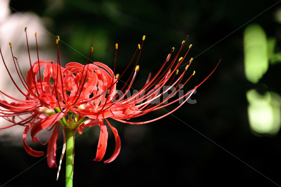 꽃무릇,상사화,꽃,붉은꽃,식물,식물,자연,plants,nature,꽃,flower