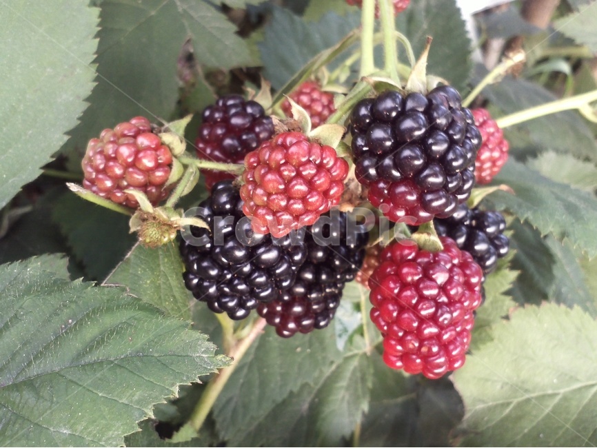 foliage shrub,Fruit,native species,Bokbunja,Rosaceae