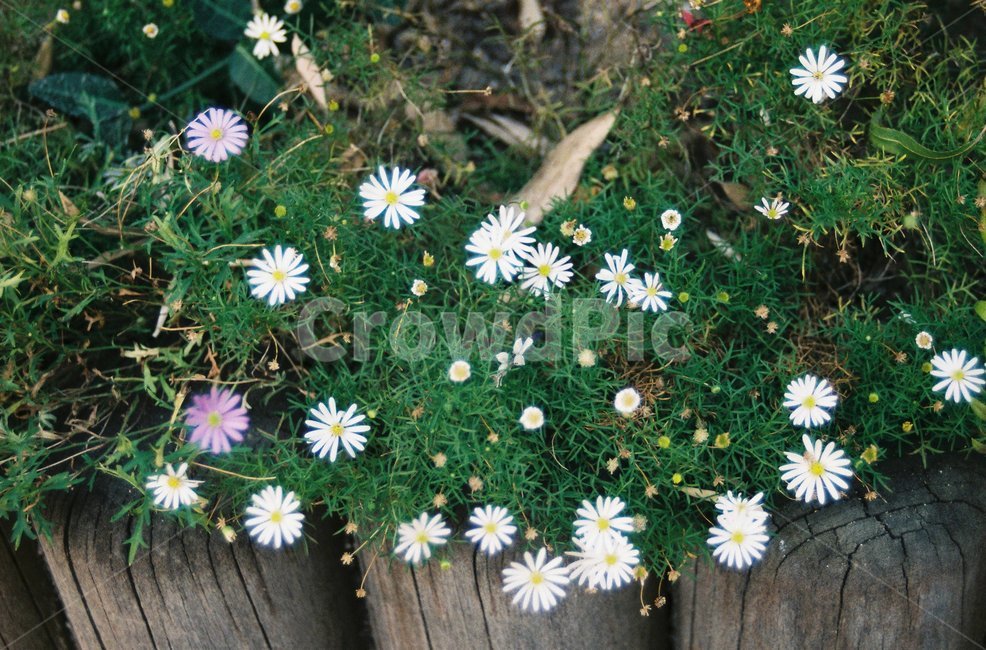 꽃,식물,필름,필름사진,flower,film,plant