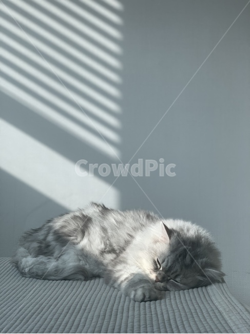 고양이,반려동물,일상,자연,페르시안,동물,animal,포유류,mammal,고양이,cat,kitten,kitty