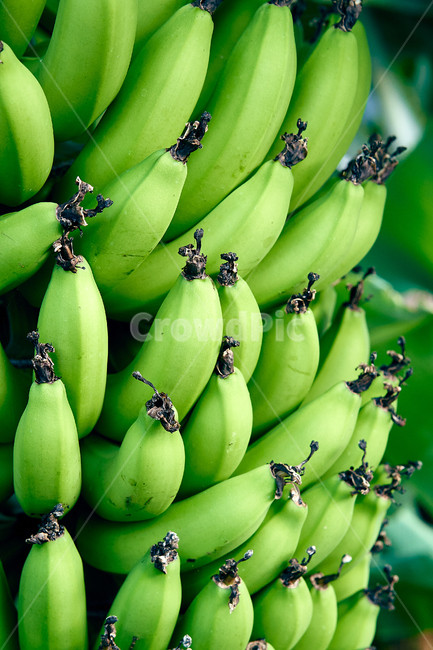 plant,식물,food,음식,fruit,과일,banana,바나나,과일,열매,fruit