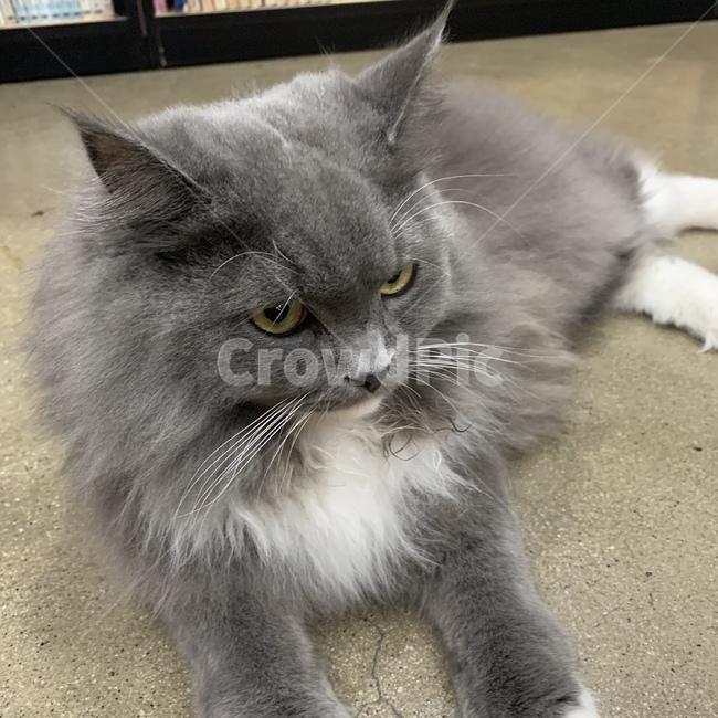고양이,카리스마,회색,노란색,눈동자,밝다,이쁜,예쁜,예쁘다,아름답다,냥이,새침