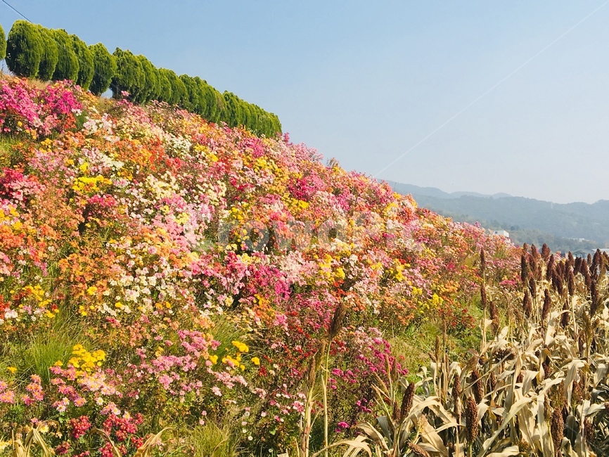 꽃,봄,자연,spring,들꽃,식물,flower,봄꽃,화순,가을,국화,하늘,봄,계절,spring,season,식물,자연,plants,nature,꽃,flower,plant