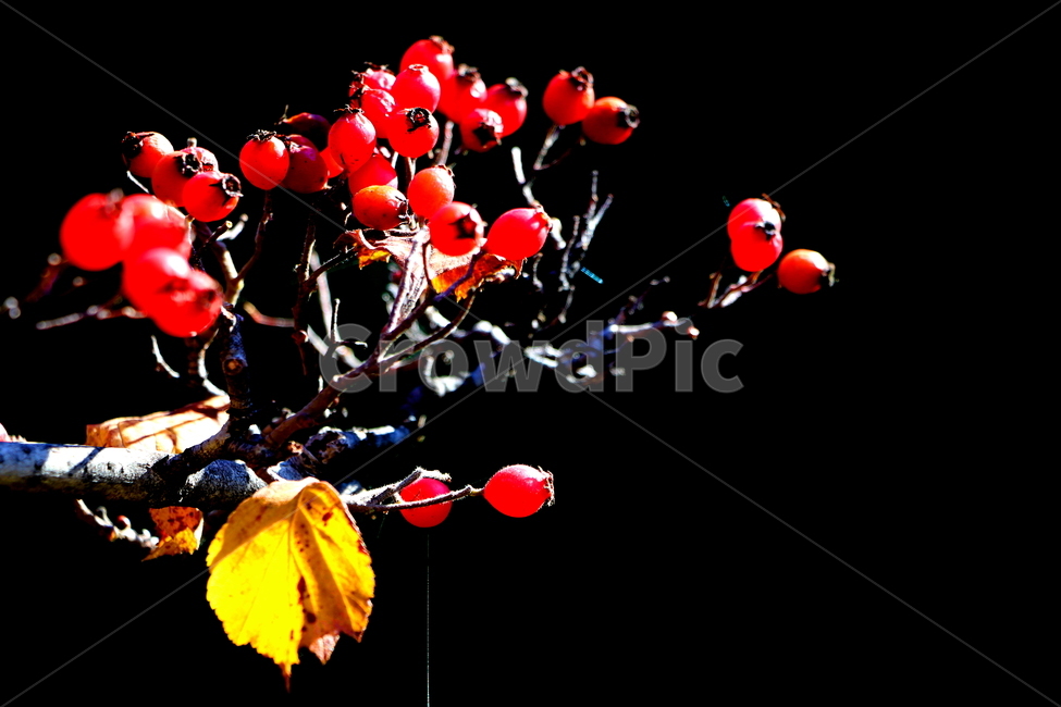 가을,열매,과일,풍경,자연,식물,자연,plants,nature,과일,열매,fruit