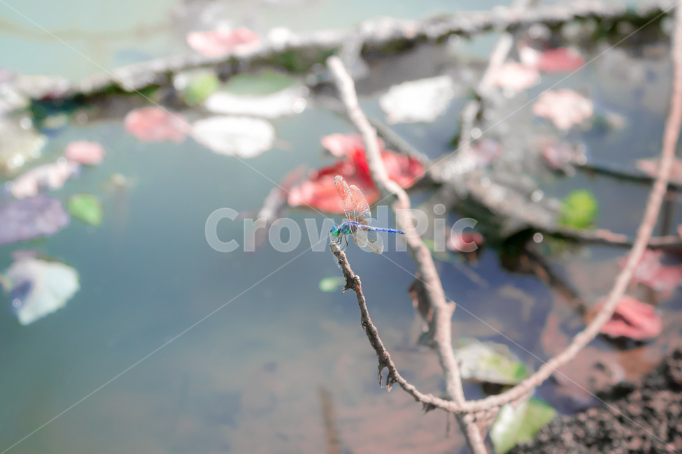 잠자리,insect,곤충,무척추동물,dragonfly,동물,animal,곤충,벌레,insect,bug,휴식,힐링,rest,relaxation,healing