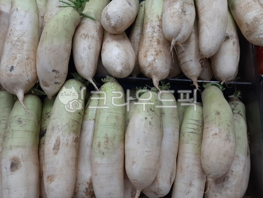 food, 음식, radish, 무, vegetable, 사진,이미지,일러스트,캘리그라피 - wideart작가