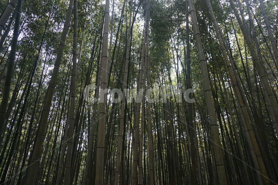 대나무숲,대나무,나무,밤부,대나무숲속,산,식물,자연,plants,nature,나무,trees,wood