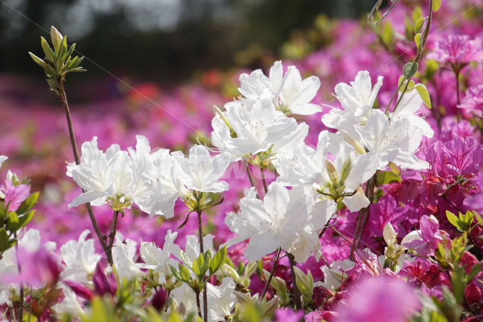 철쭉,분홍,꽃,분홍꽃,봄,봄꽃,봄꽃축제,flower,pink,pinkflower,꽃망울,꽃밭,흰,흰색,흰꽃,white,whiteflowewr,하얀,하얀색,하얀꽃,봄,계절,spring,season,식물,자연,plants,nature,꽃,flower,plant