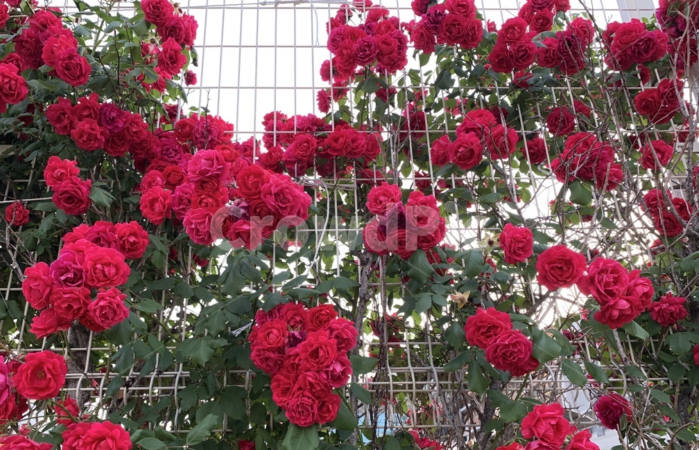 장미,꽃,여름,빨강,감성,식물,rose