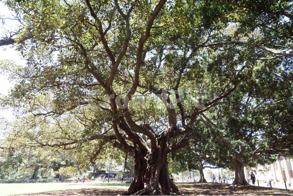 호주,Sydney,자연,nature,australia,풍경,scenery,나무,tree,식물,자연,plants,nature,나무,trees,wood,휴식,힐링,rest,relaxation,healing