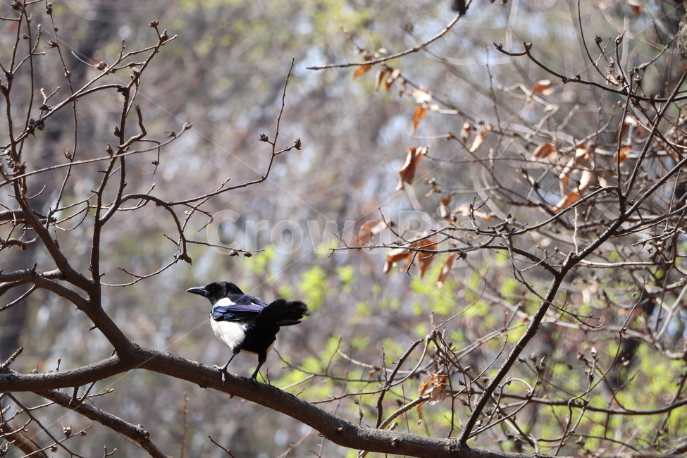 까치,관악산까치,멋진까치,관악산,나무위에까치,동물,animal,조류,새,birds