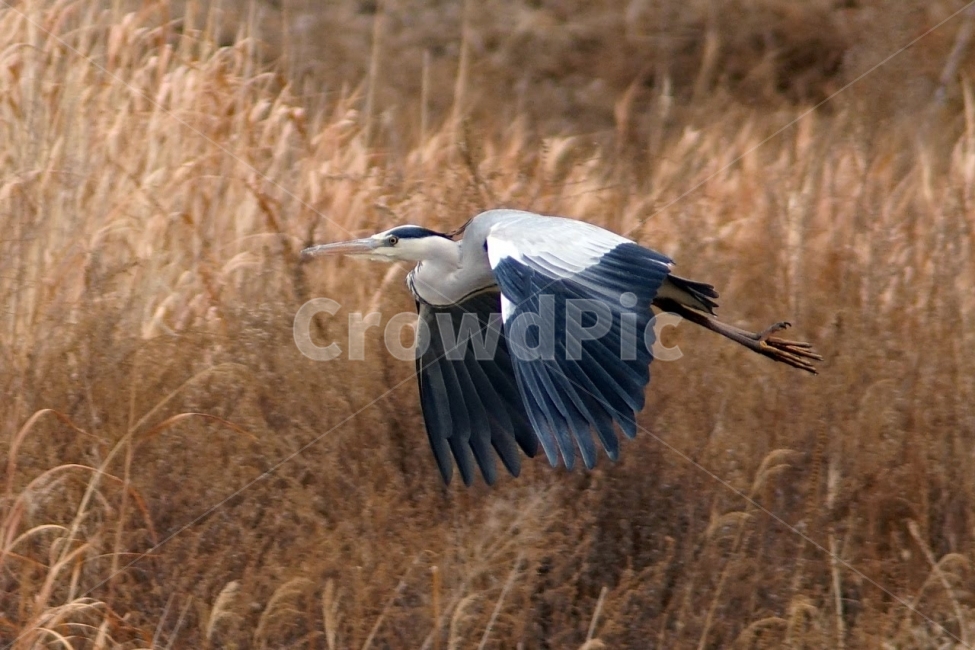 부산,수영강,조류,왜가리,비행,탐조,새,동물,animal,조류,새,birds