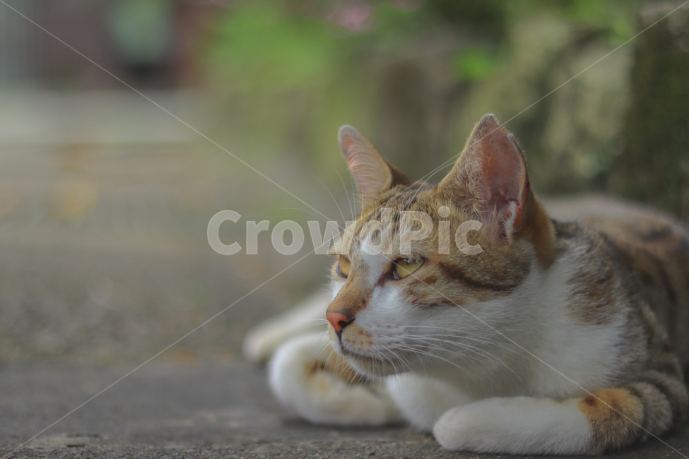 고양이,동물,길고양이,냐옹이,야옹이,잠,길거리,animal,straycat,kitty,street,동물,animal,포유류,mammal,고양이,cat,kitten,kitty