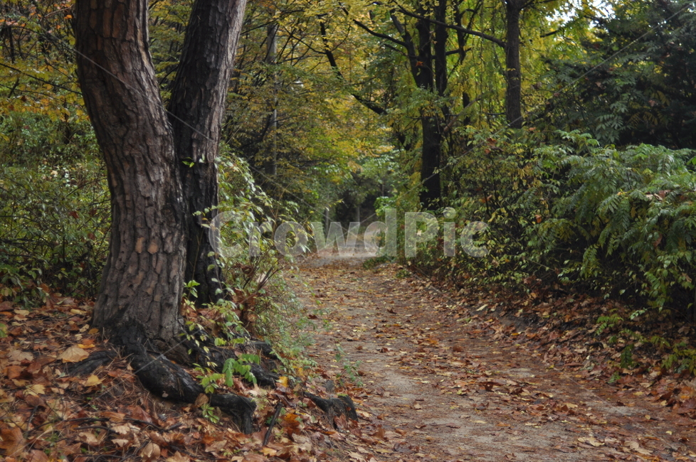 가을,나무,가을풍경,풍경,단풍,낙엽,가을,계절,fall,autumn,season,자연,풍경,nature,landscape,ground,바닥,tree,tree trunk,나무 줄기,plant,식물,gravel,자갈,dirt road,흙길,road,도로