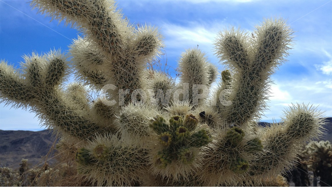 자연,풍경,사막,선인장,죠슈아국립공원,켈리포니아,nature,desertscape,cactus,joshuanationalpark,california,specialbeauty,식물,자연,plants,nature