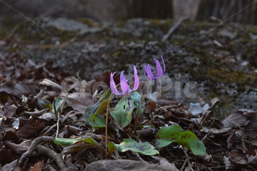 얼레지,봄,야생화,꽃,화야산,경기도,봄꽃,감성,햇살,그림자,Erythroniumjaponicum,가재무릇,백합과,얼레지속,바람난여인,질투,식물,식생,자연,식물,자연,plants,nature,꽃,flower