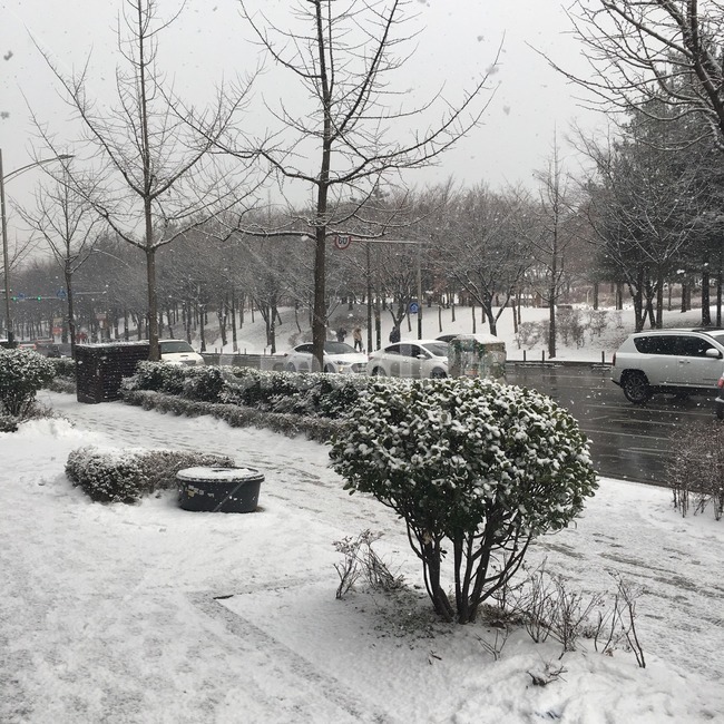 눈,겨울,나무,눈길,한겨울,추위,겨울,계절,winter,season