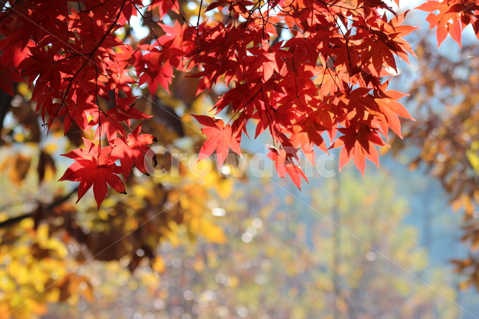 단풍,가을,풍경,경치,낭만,가을,계절,fall,autumn,season,식물,자연,plants,nature,plant,leaf,잎,tree,나무