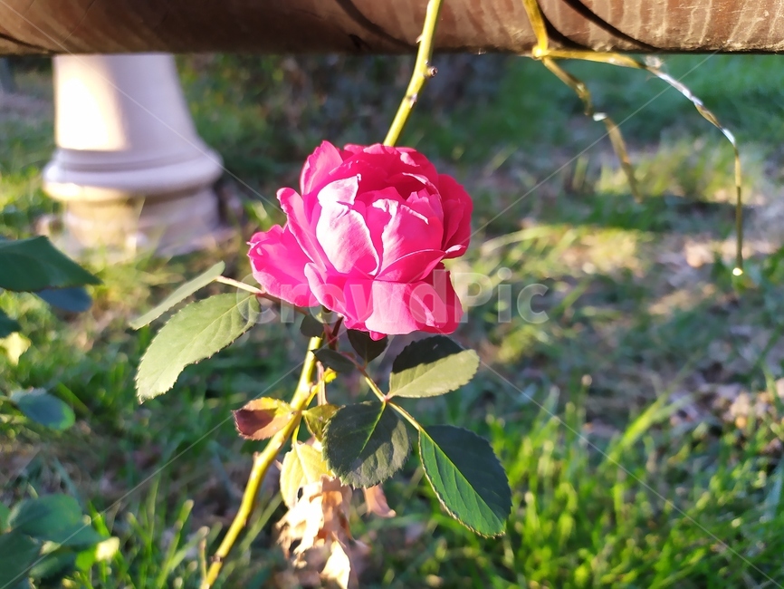 garden,정원,outdoors,옥외,꽃,장미,rose,flower,식물,자연,plants,nature,꽃,flower