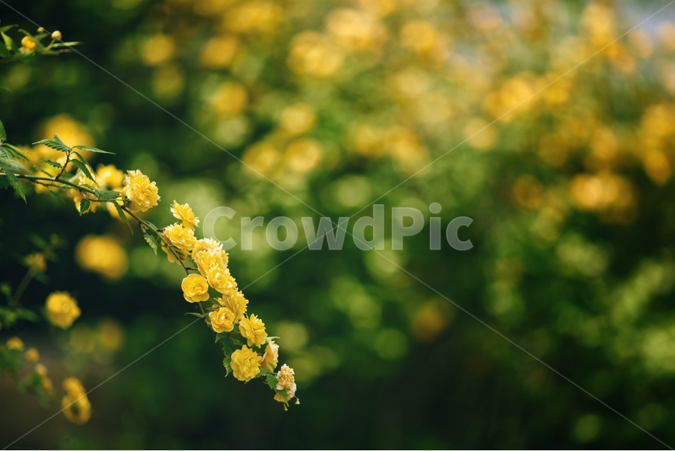 꽃,자연,식물,야생화,황매화,식물,자연,plants,nature,꽃,flower