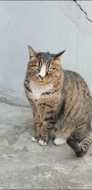고양이,정면,응시,길고양이,작은호랑이,무늬고양이