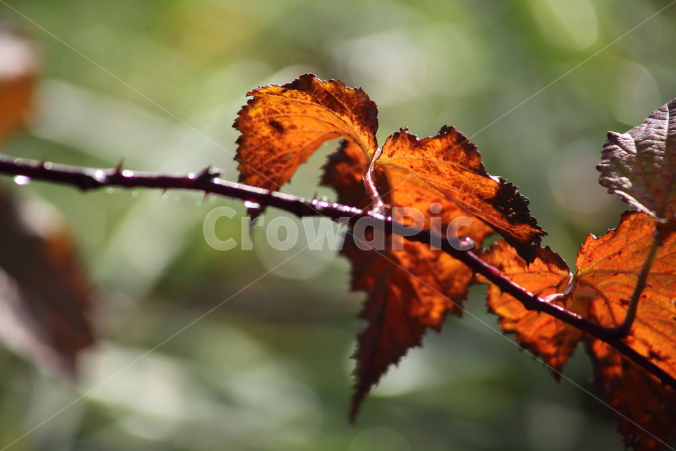 단풍,잎,식물,가을,redleaves,가을,계절,fall,autumn,season,plant,leaf,veins,정맥