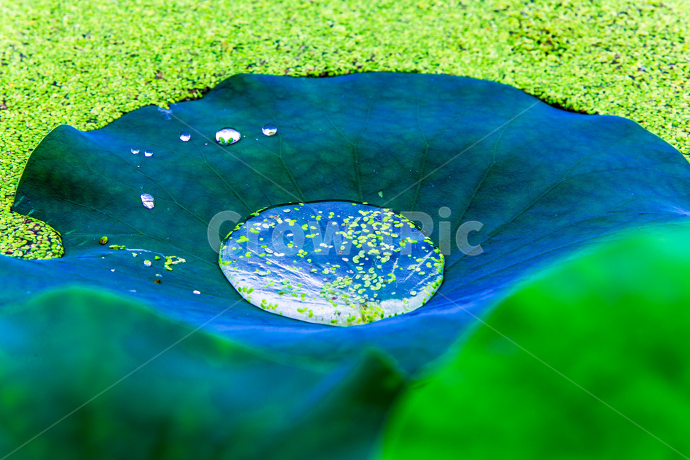 연꽃잎,물방울,개구리밥,문양,무늬,식물,자연,plants,nature
