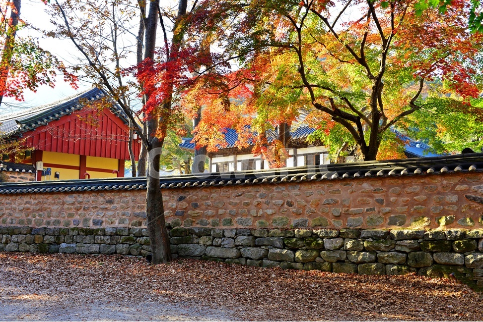 고창,선운사,도솔천,선운사가을,도솔천만추,계곡,가을,계절,추색,추경,만추,경치,경관,풍경,leaf,잎,nature,자연,outdoors,옥외,maple,단풍,plant,식물,tree,나무,treetrunk,나무줄기,담장,돌담장
