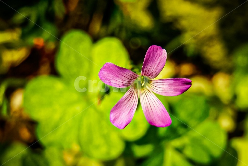 flower,blossom,꽃,plant,식물,보라,purple,보라꽃,purpleflower,봄,spring