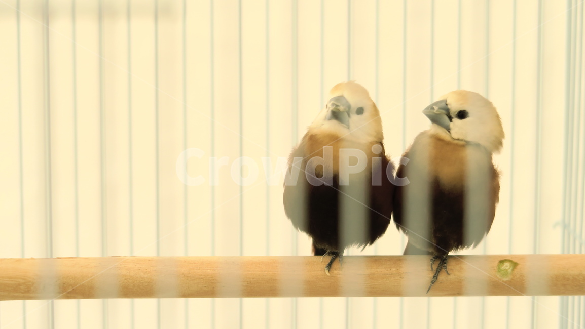 새,birds,앵무새,동물,조류,작은새,애완앵무새,애완조,동물,animal,조류,새,birds