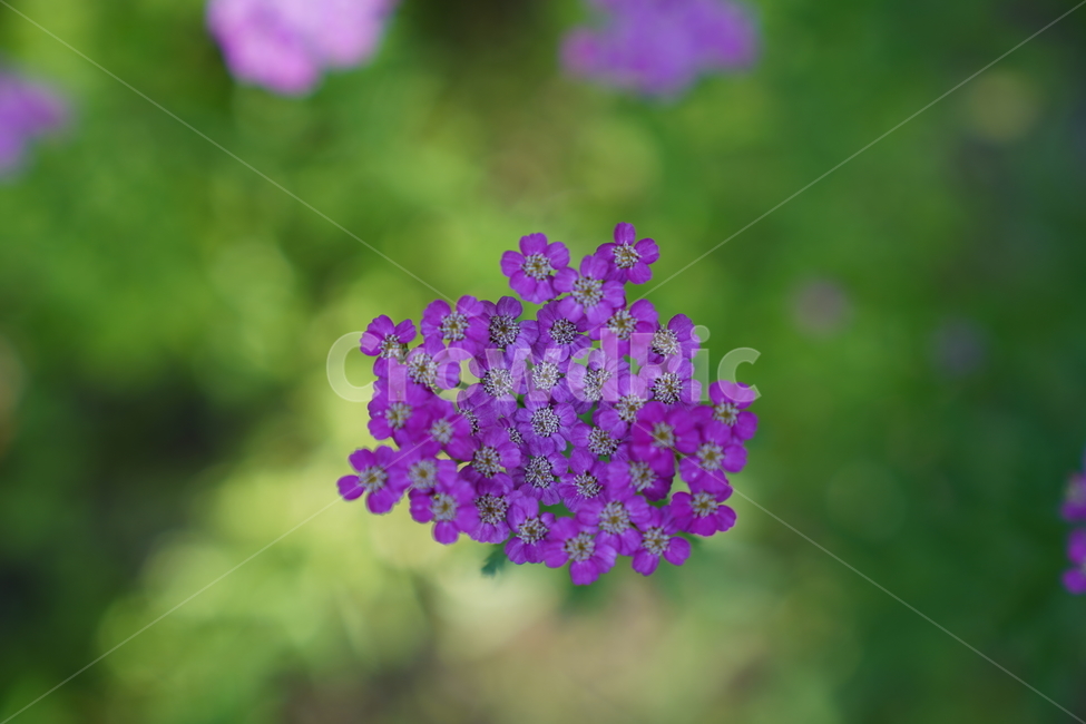 꽃,길가꽃,flower,식물,화사한,식물,자연,plants,nature,꽃,flower