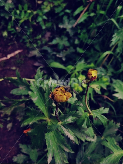 잡초,꽃봉오리,야생화,plant,wild,야외,식물,자연,plants,nature,꽃,flower