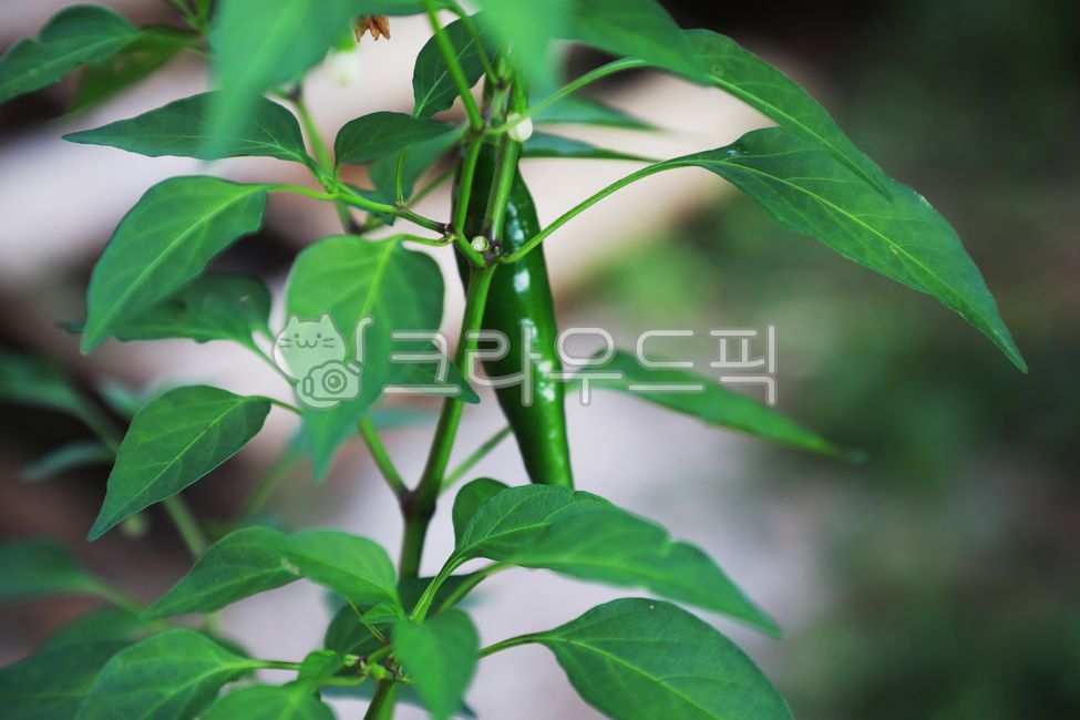 pepper,Fresh,red pepper leaves,plant,leaf