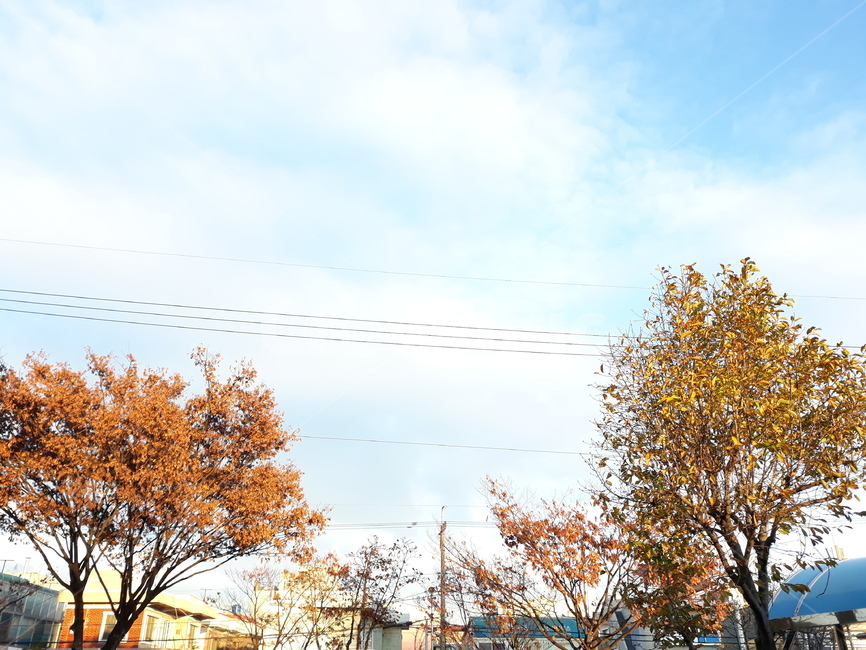 전깃줄,가을,하늘,경치,낙엽,가을,계절,fall,autumn,season