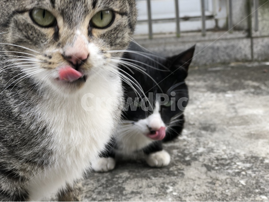 고양이,동물,길고양이,힐링,냥이,동물,animal,포유류,mammal,고양이,cat,kitten,kitty