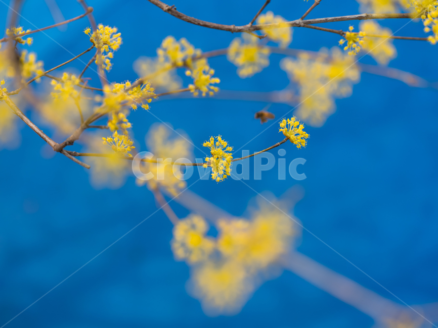 plant,식물,산수유,산수유꽃,노랑색,3월,꽃,식물,자연,plants,nature,꽃,flower