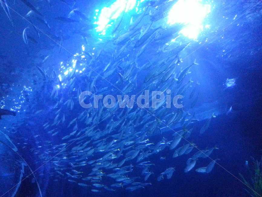 해운데,아쿠아리움,물고기떼,빛,아름다움,수산물,해산물,fishery products,seafood