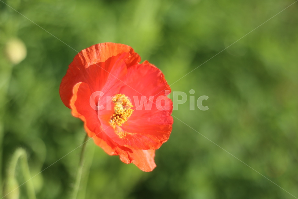양귀비,빛,화려함,강렬함,고귀함,식물,자연,plants,nature,꽃,flower