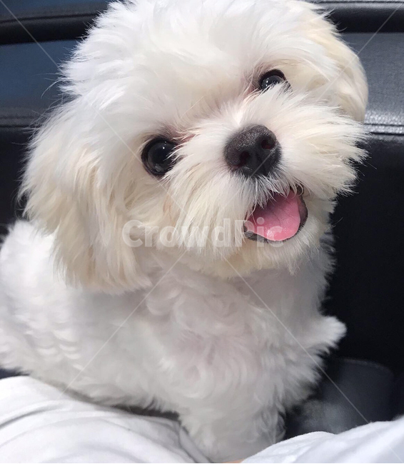 pet,animal,동물,dog,white,maltese,baby,포유류,반려견,강아지,동물,animal,포유류,mammal,개,강아지,dog,doggy