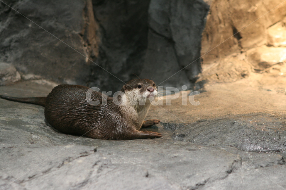 동물,수달,모피동물,포유동물,천연기념물,otter,동물,animal,포유류,mammal