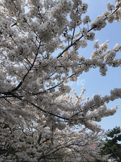 벚꽃,계절,봄,봄꽃,꽃,봄,계절,spring,season,plant,식물,flower,blossom