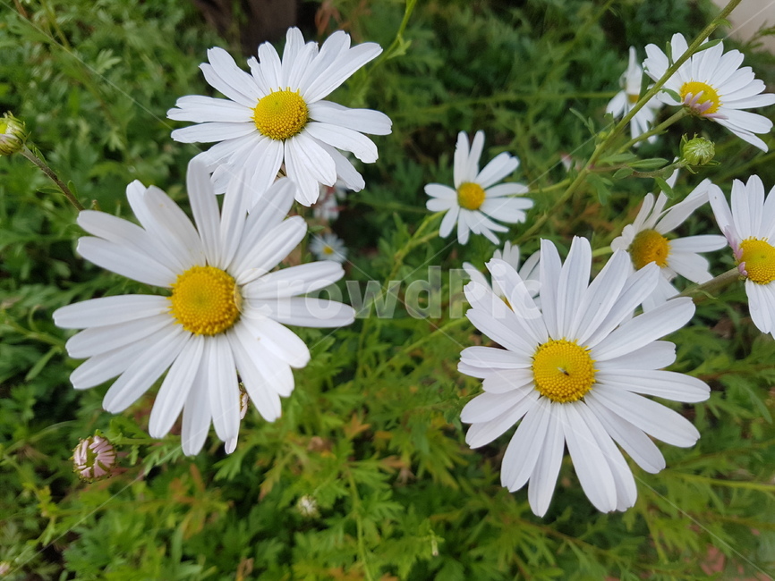 식물,꽃,flower,plant,blossom,구절초,식물,자연,plants,nature,꽃,flower