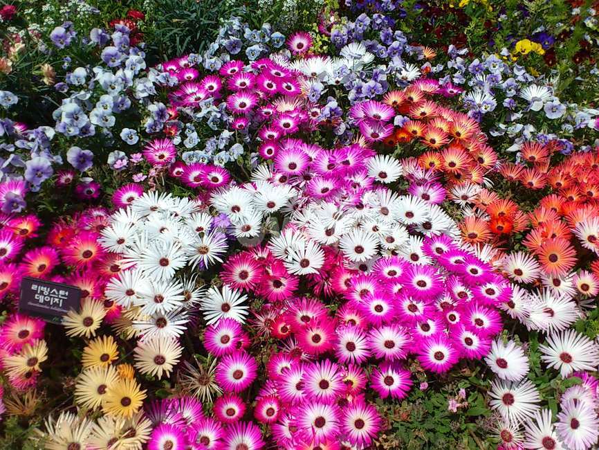 꽃,알록달록,꽃밭,국화,색상,식물,자연,plants,nature,꽃,flower