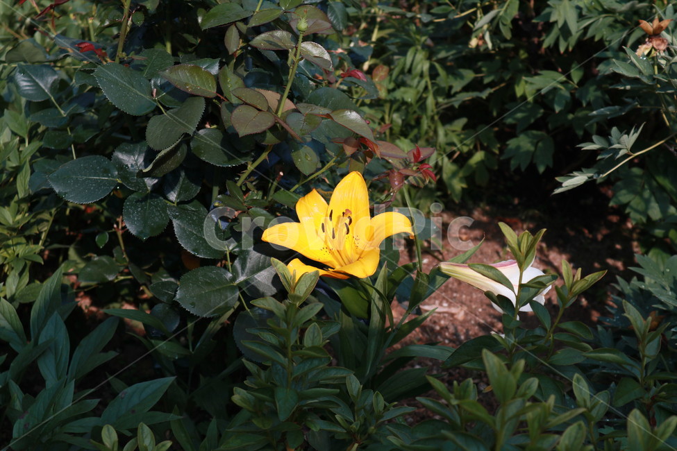 plant,식물,blossom,꽃,flower,식물,자연,plants,nature,꽃,flower