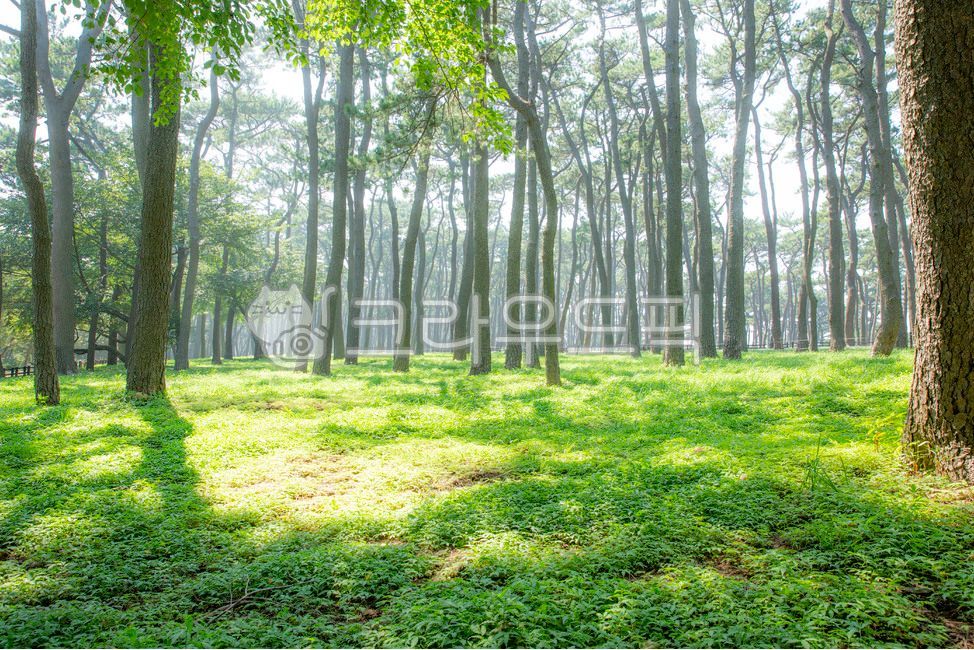 울산,대왕암공원,소나무숲,소나무,맥문동,여름풍경,대왕암