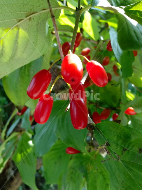 산수유,빨간열매,열매,식물,plant,fruit,skan,tree,과일,열매,fruit